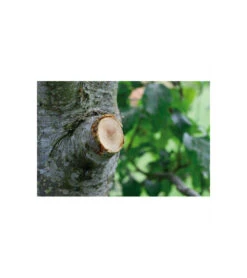 Coupe-branches à Enclume Smartcut Comfort Gardena -Outils De Jardin 641da670d3f468.10738563