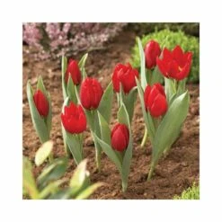 Panier Pour Bulbes Rond 30 Cm (lot De 2) -Outils De Jardin 646facd8d80442.75592744