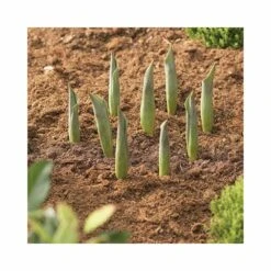 Panier Pour Bulbes Rond 30 Cm (lot De 2) -Outils De Jardin 646facd8db9c63.99577094
